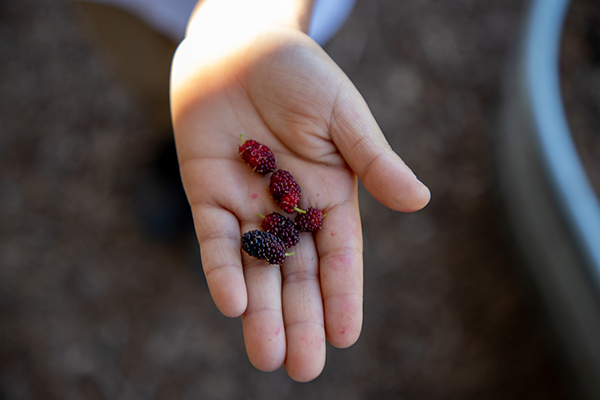 Closeup of a hand holding mulberries